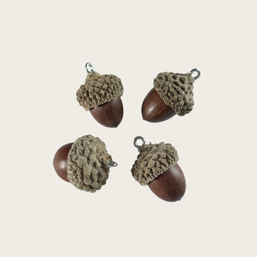 Acorn